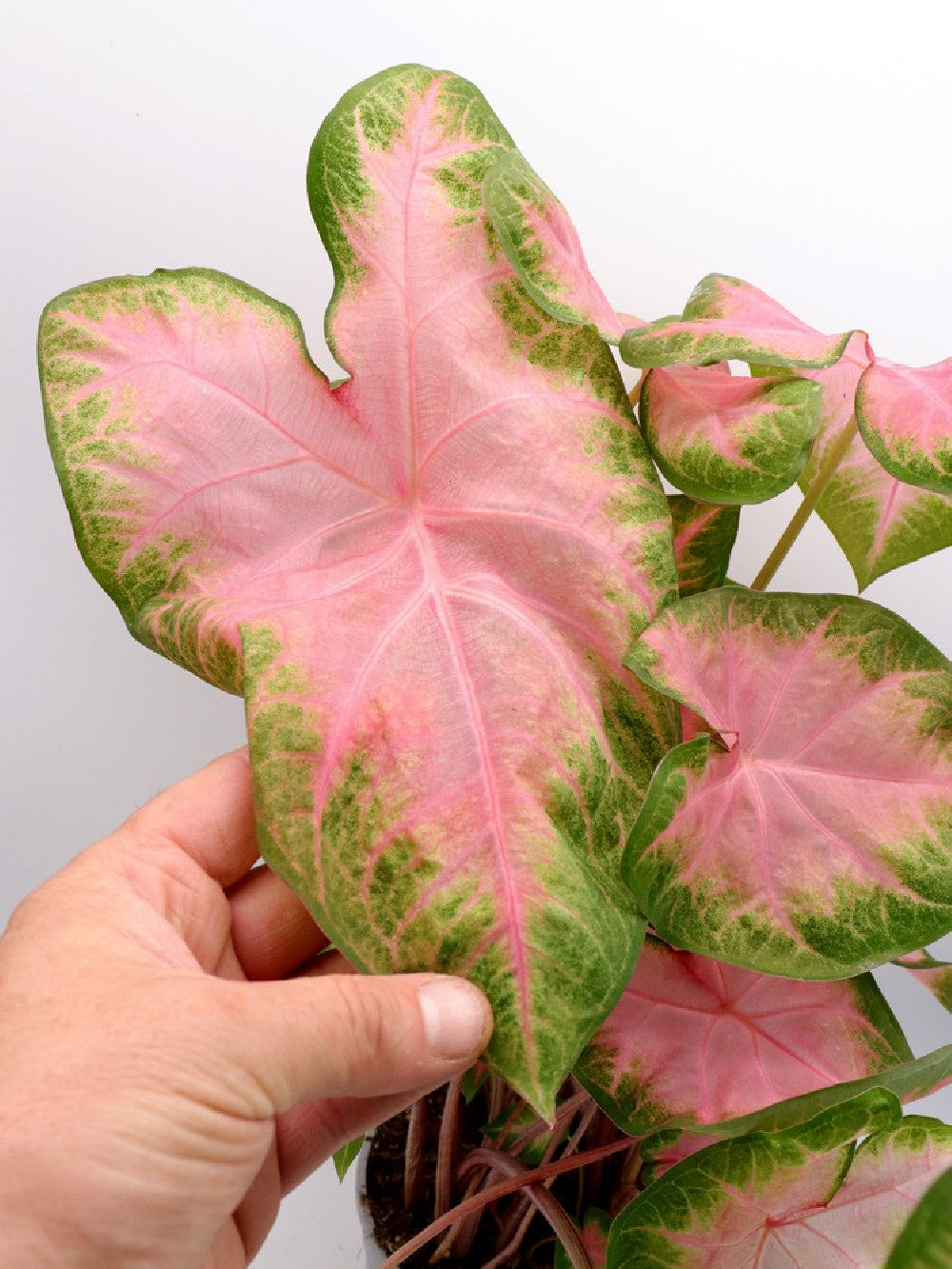 Caladium "Pink and Green"
