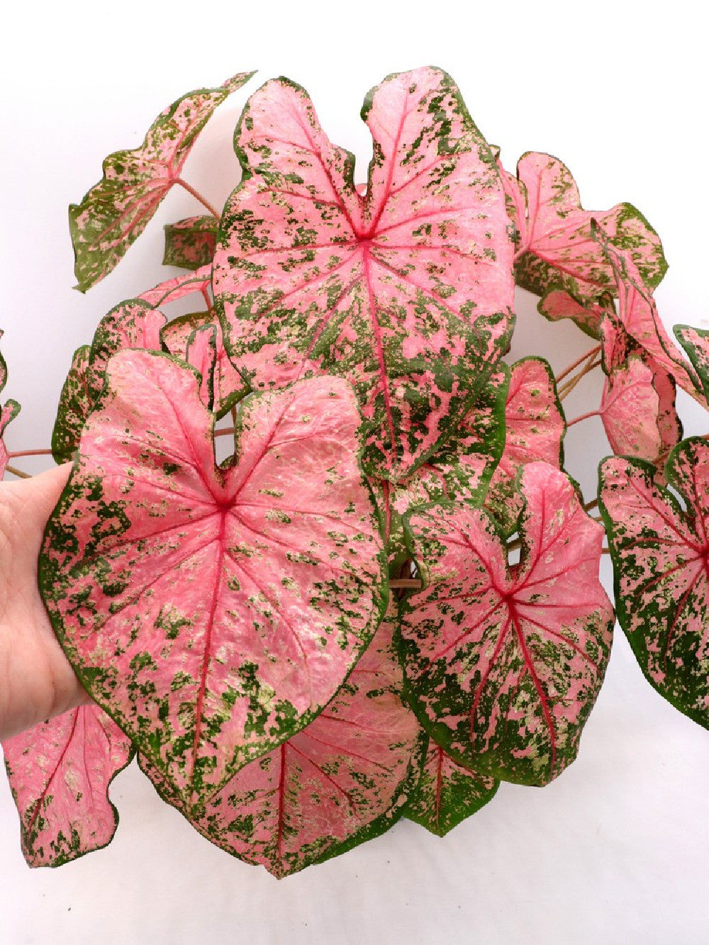 Caladium "Pink variegated"