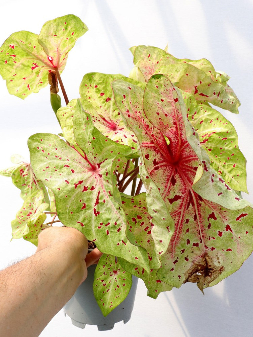 Caladium "Scarlatine"
