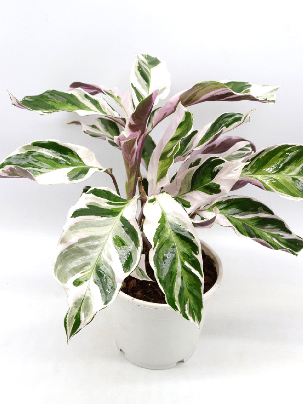 Calathea "Fusion White"
