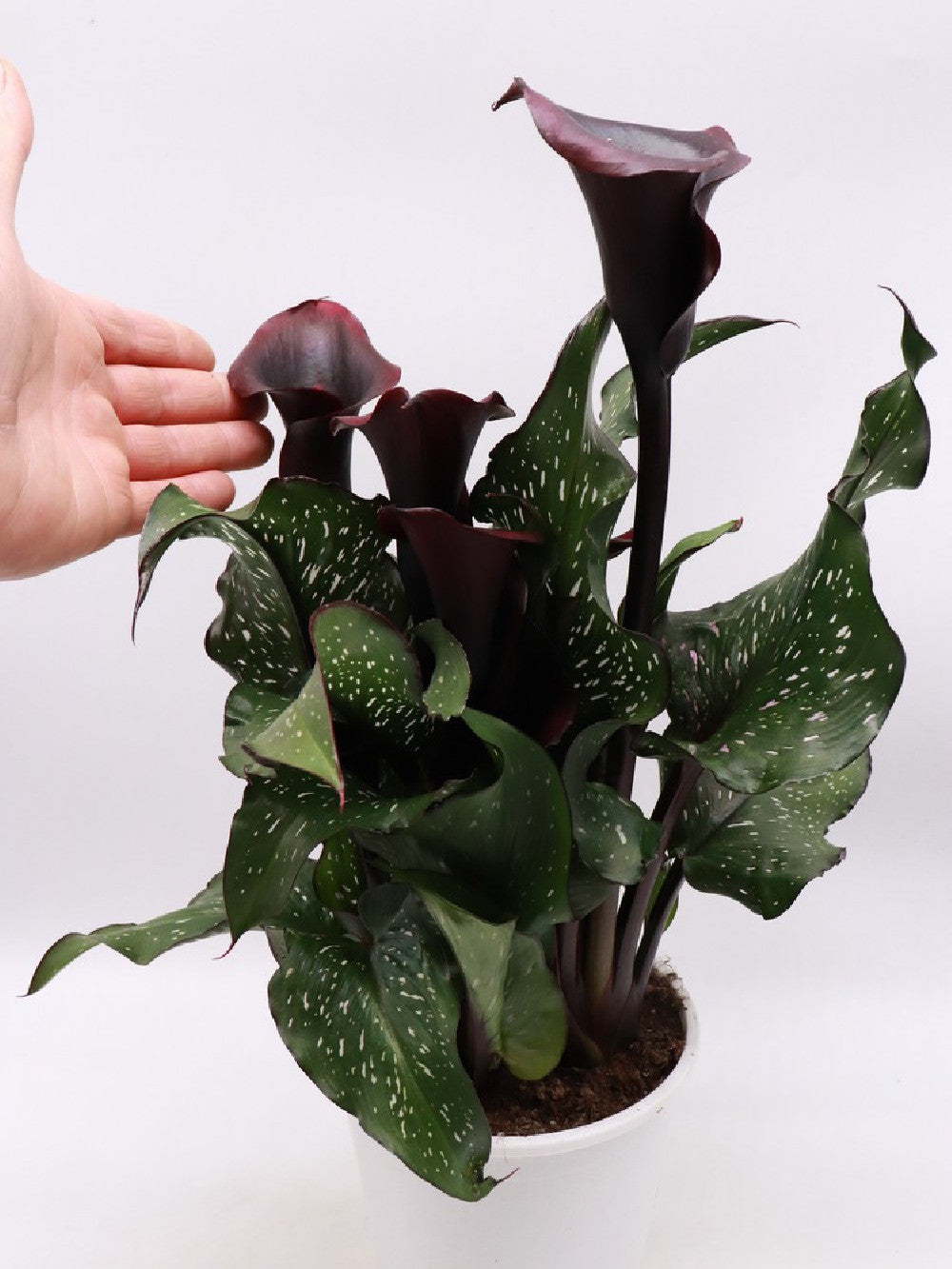 Calla variegata "Black flower"
