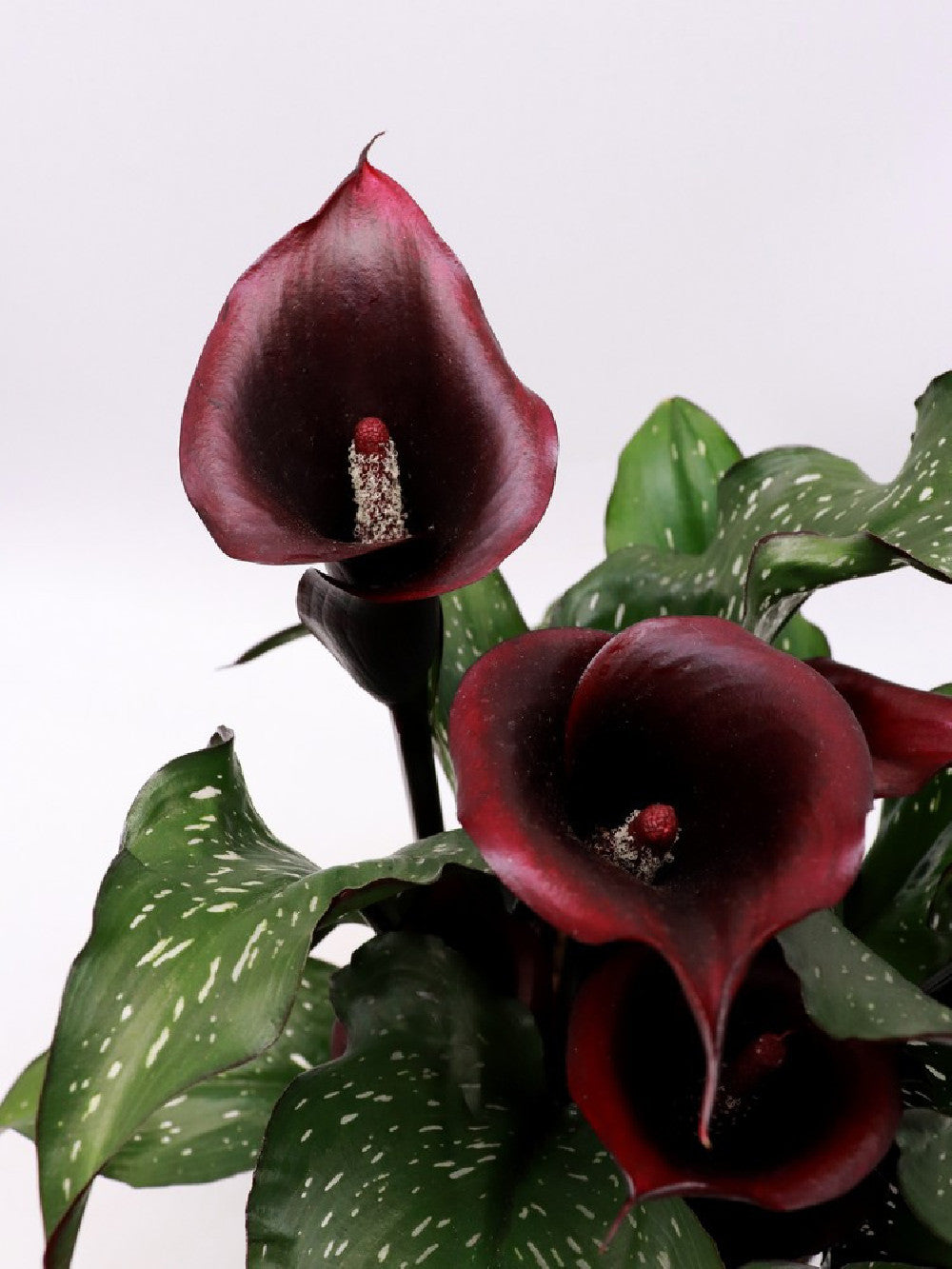 Calla variegata "Black flower"