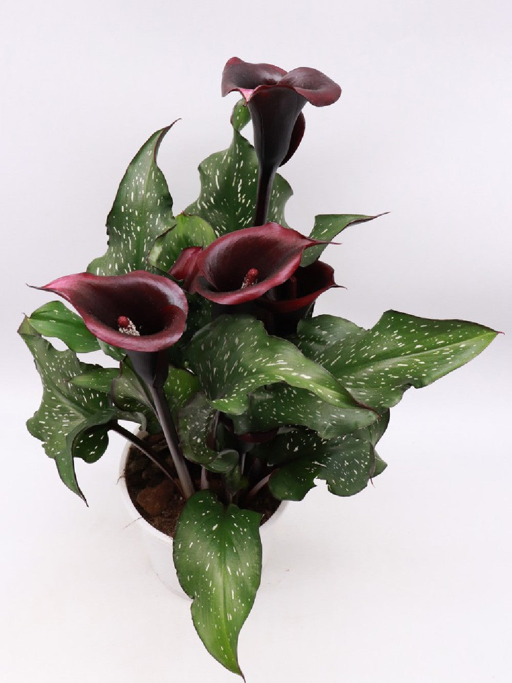 Calla variegata "Black flower"