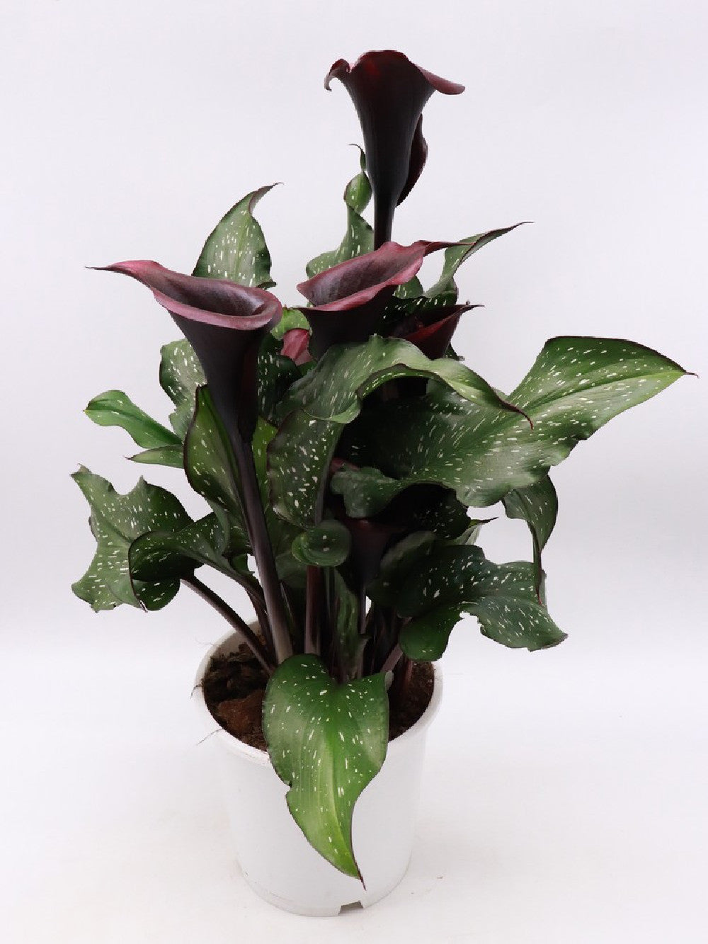 Calla variegata "Black flower"