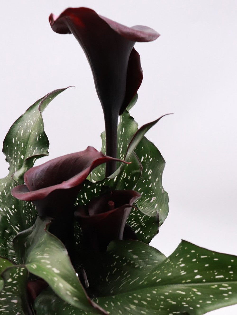 Calla variegata "Black flower"