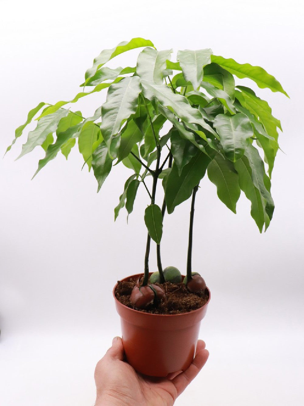castanospermum australe indoor plant Castanospermum australe – Giardino Carnivoro
