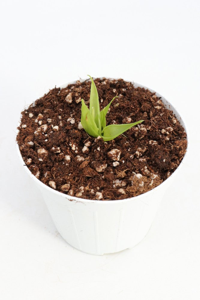 Catopsis berteroniana  Near Santa Elena, Gran Sabana, Venezuela