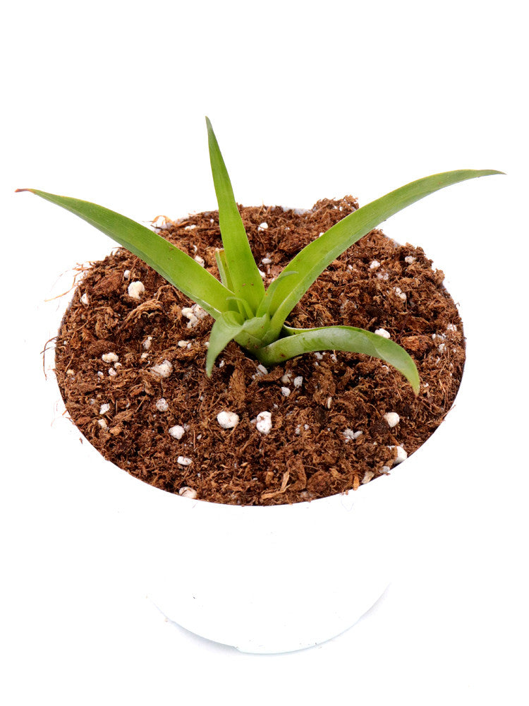 Catopsis spec. Nicaragua   Jinotega, Nicaragua