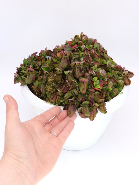 Cephalotus follicularis "Danish Clone"