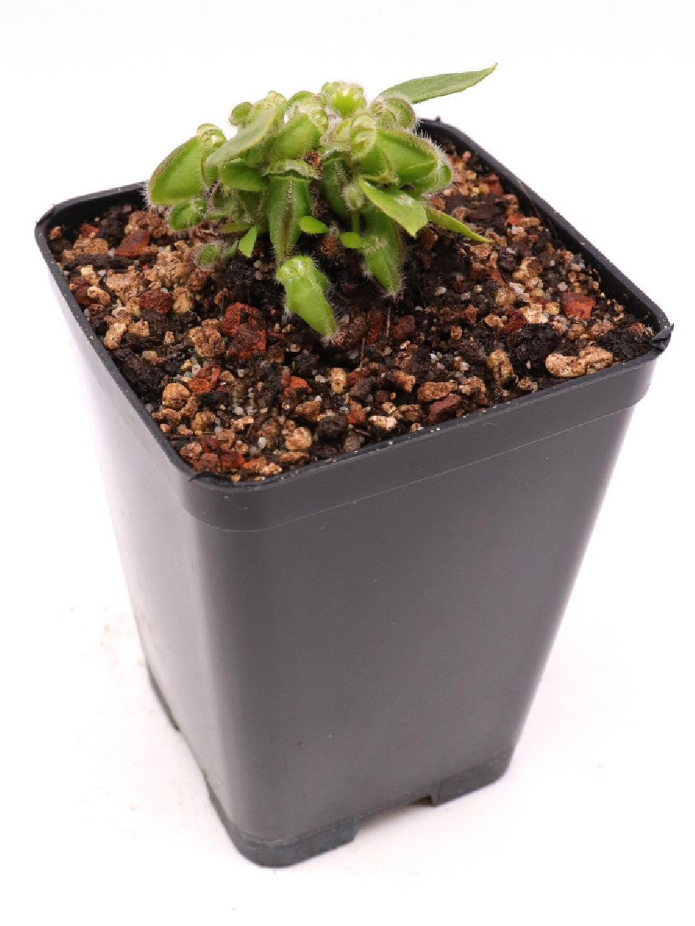 Cephalotus follicularis "Diflora Giant" Coal mine beach x Big Boy
