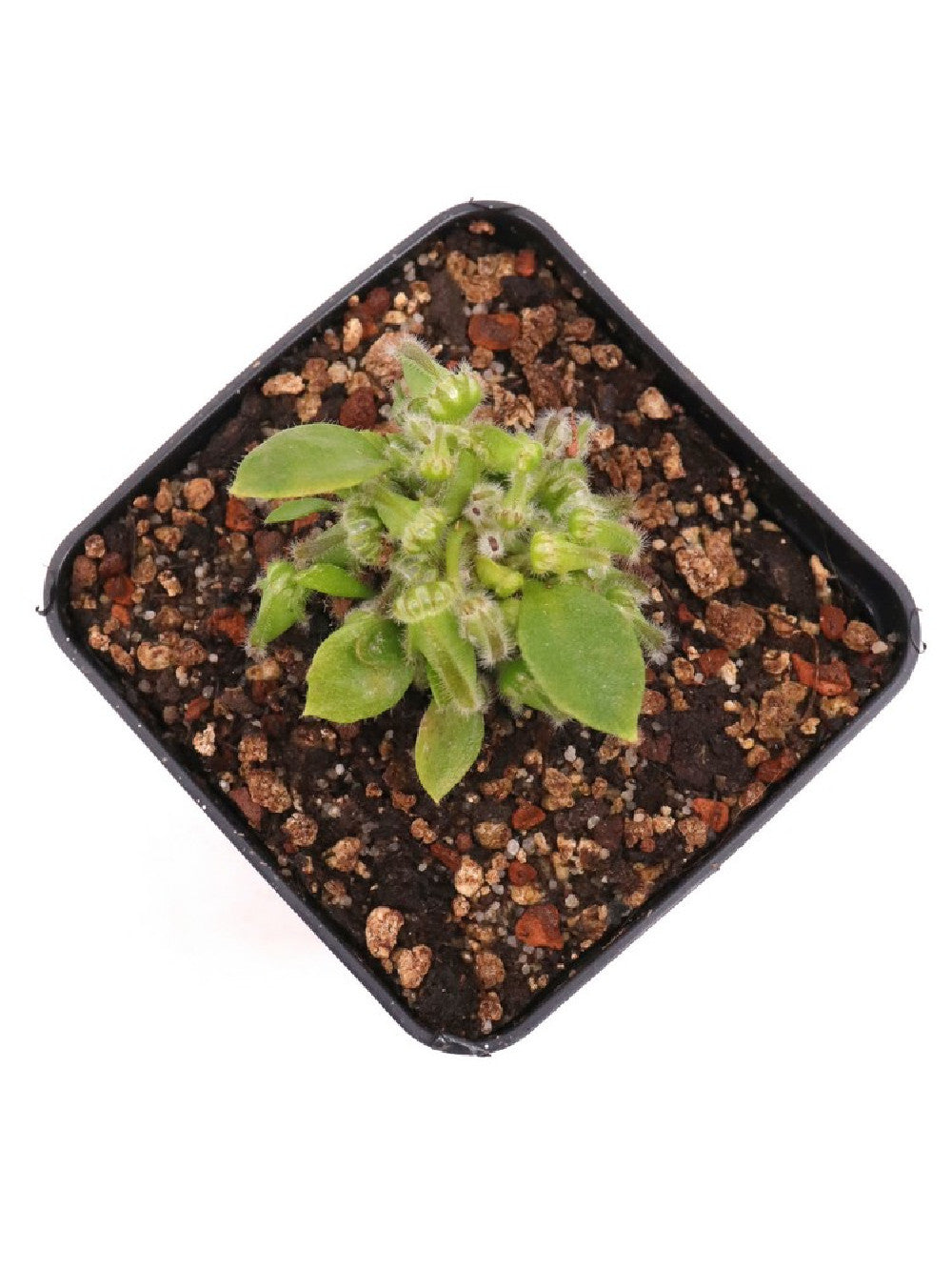 Cephalotus follicularis "Diflora Giant" Coal mine beach x Big Boy
