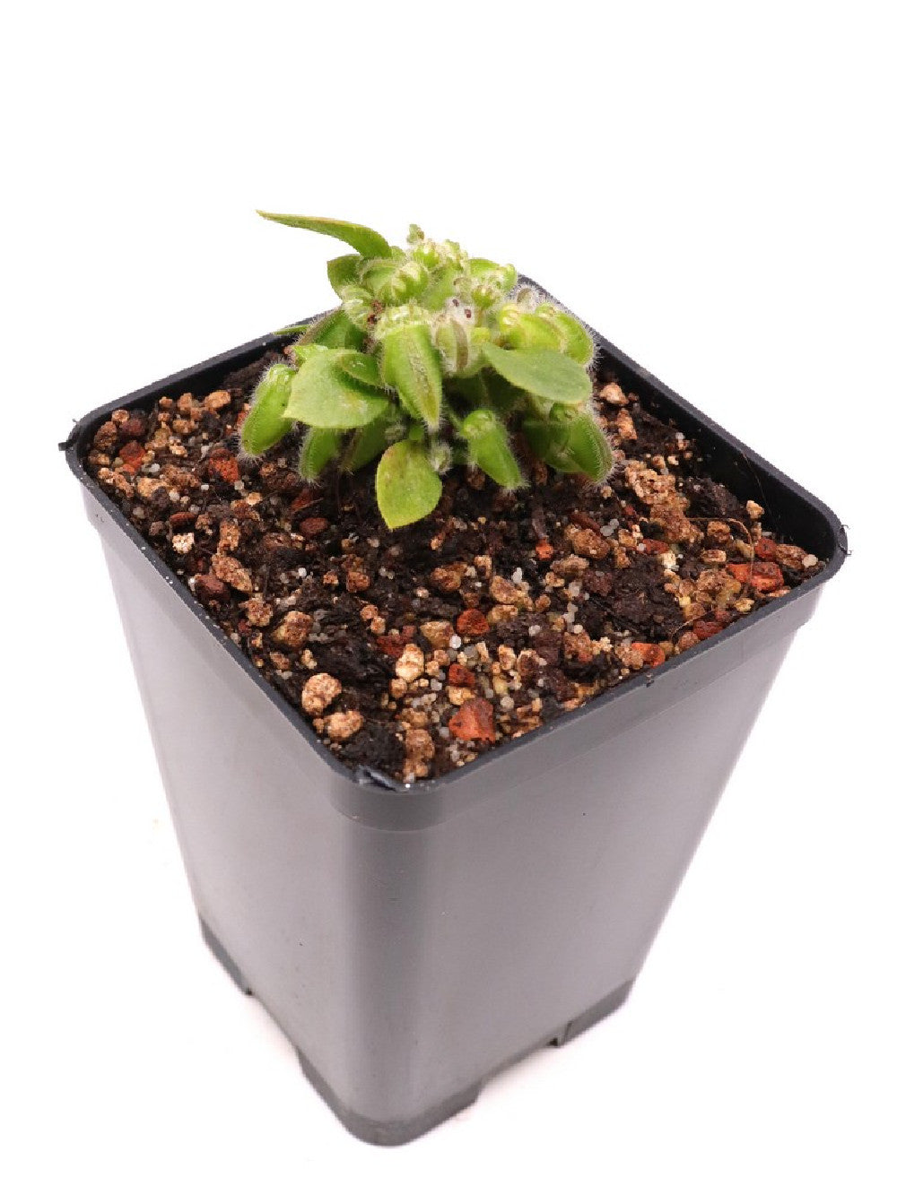 Cephalotus follicularis "Diflora Giant" Coal mine beach x Big Boy