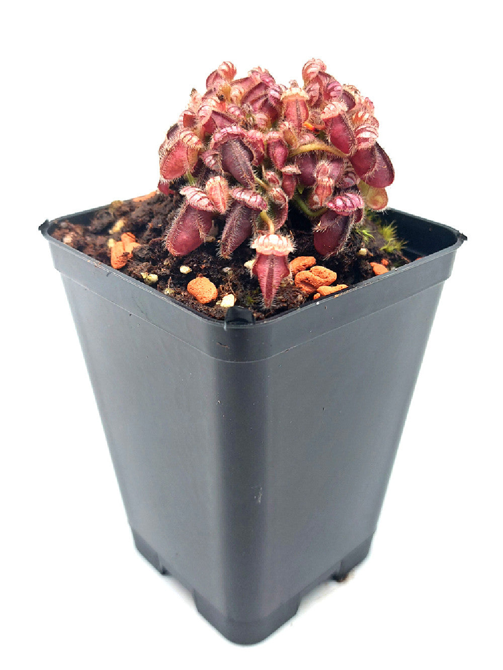 Cephalotus follicularis "Diflora Giant" Coal mine beach x Big Boy
