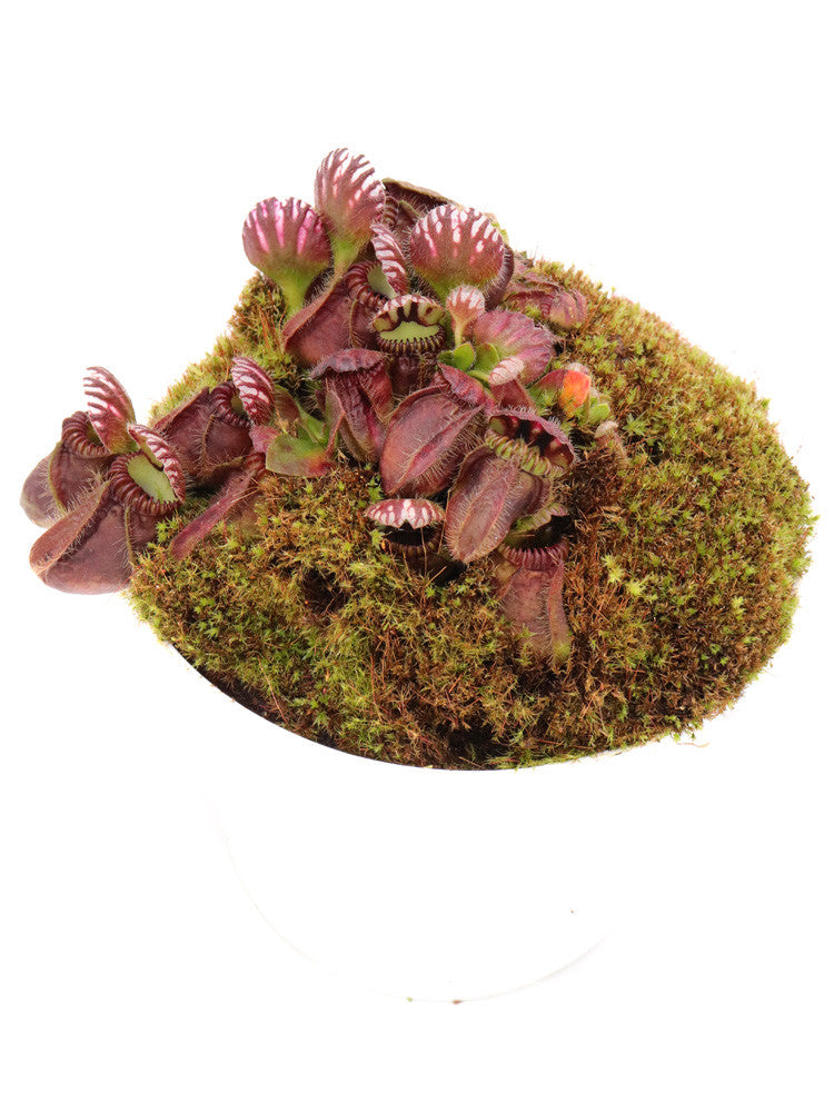 Cephalotus follicularis "GC Vigorous clone"