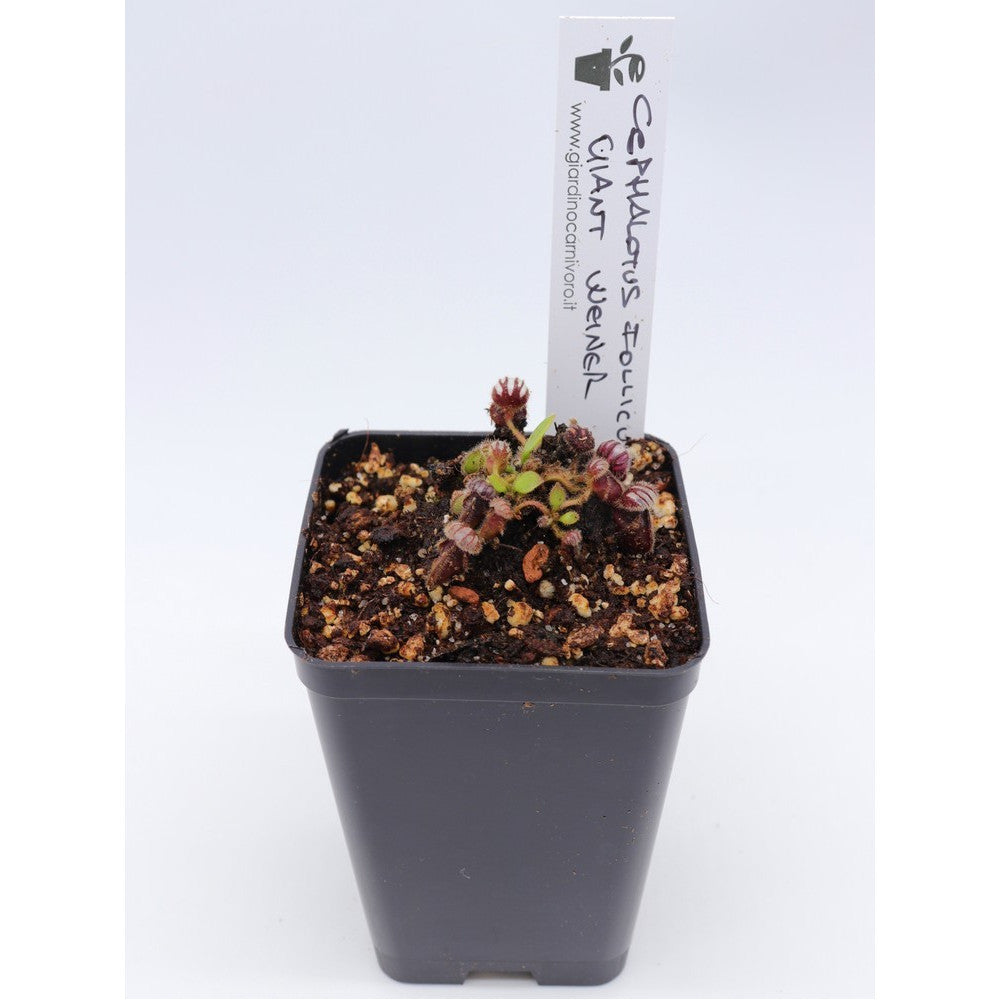 Cephalotus follicularis "Giant weiner"