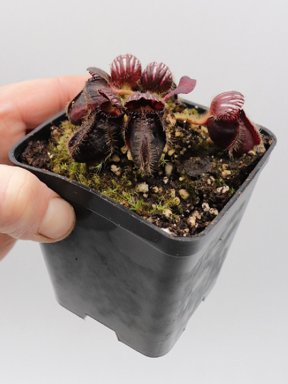 Cephalotus follicularis "Very dark form"