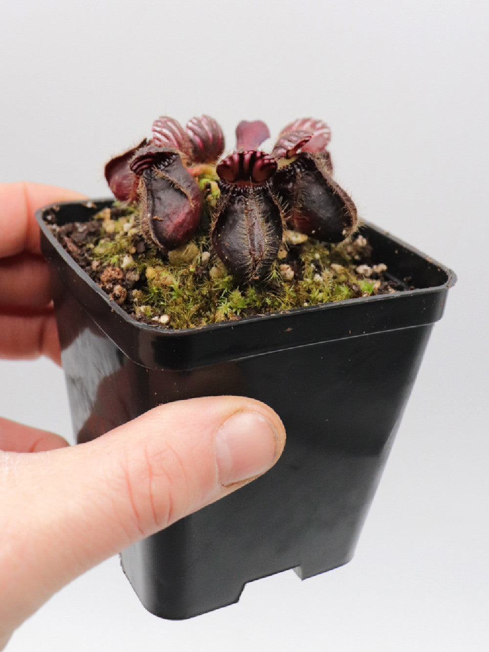Cephalotus follicularis "Very dark form"