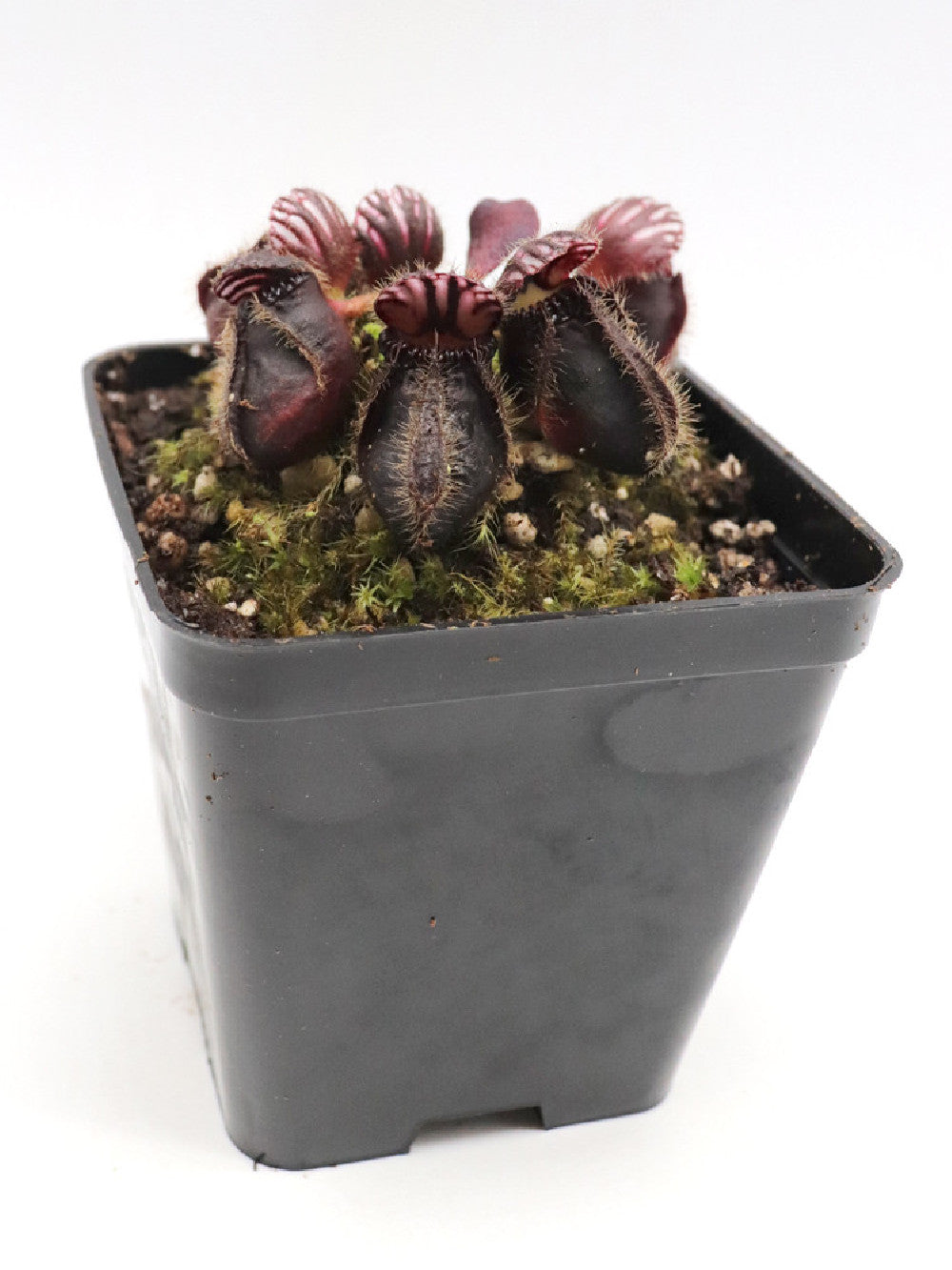 Cephalotus follicularis "Very dark form"
