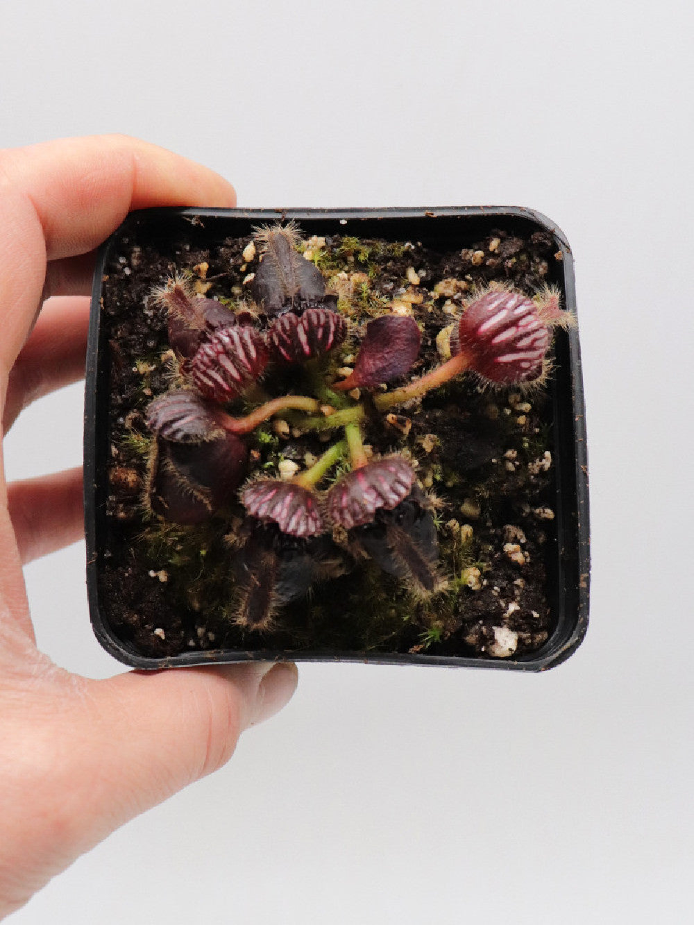 Cephalotus follicularis "Very dark form"