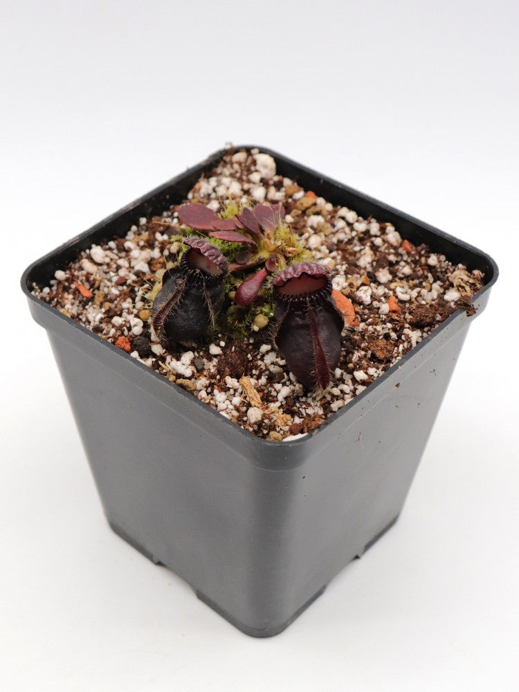 Cephalotus follicularis "Very dark form" Clone 18
