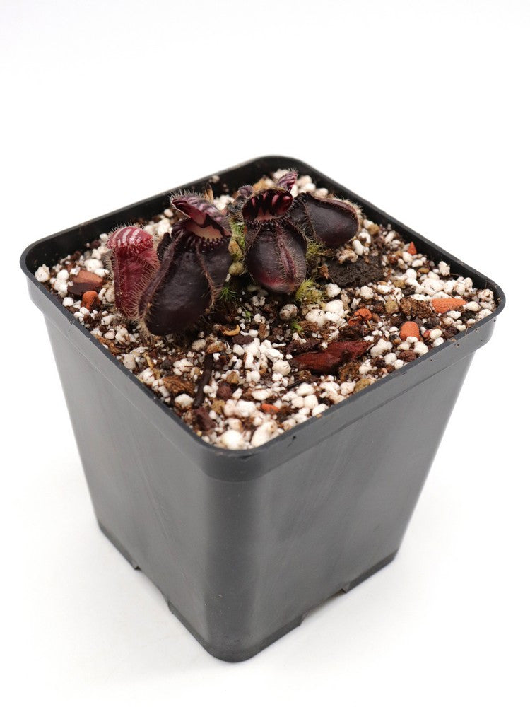 Cephalotus follicularis "Very dark form" Clone 19