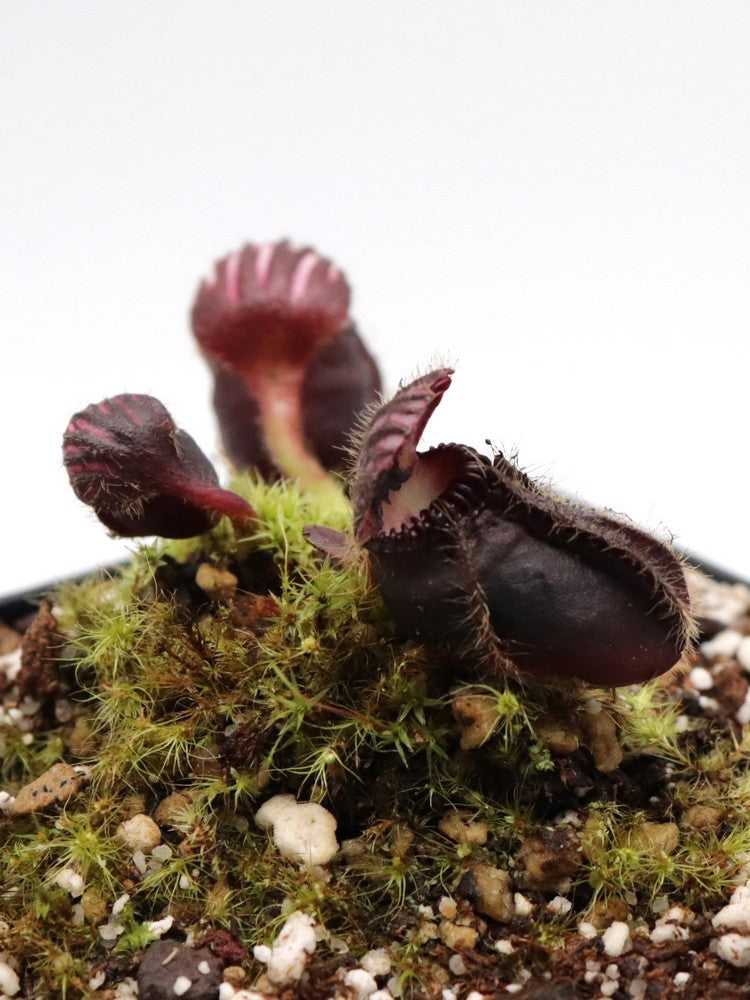 Cephalotus follicularis "Very dark form" Clone 20