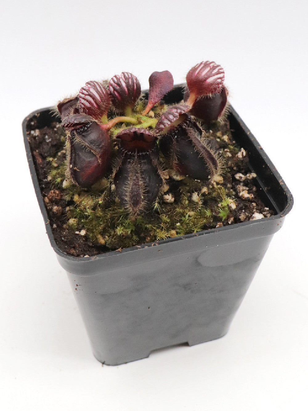 Cephalotus follicularis "Very dark form"