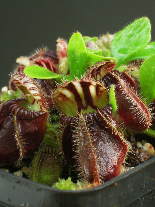 Cephalotus follicularis  "Black Purple"