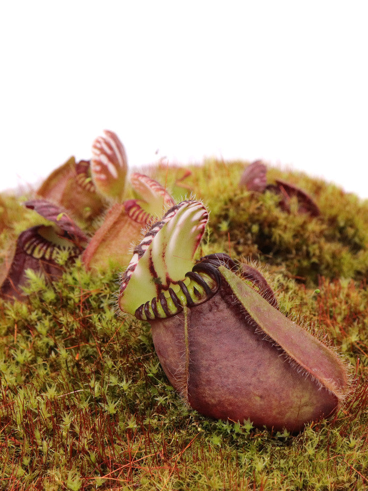 Cephalotus follicularis  "Botanic Garden Prague"