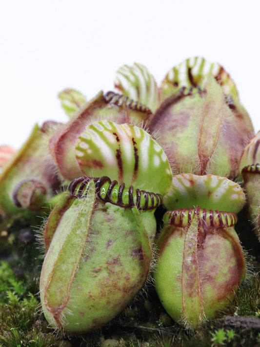 Cephalotus follicularis  "GC Bulldog"