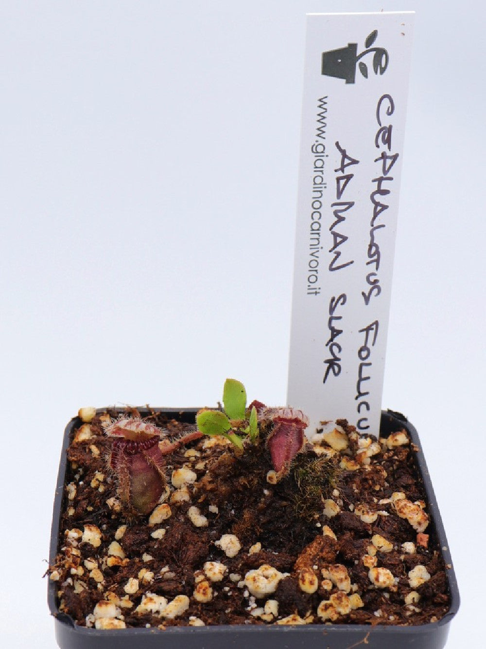 Cephalotus follicularis ,Marston Exotics, Ex Adrian Slack clone