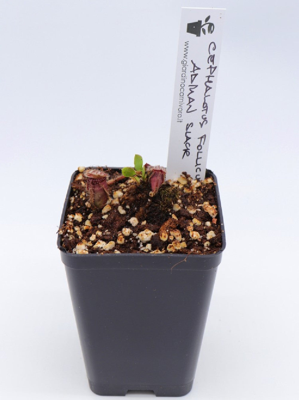 Cephalotus follicularis ,Marston Exotics, Ex Adrian Slack clone