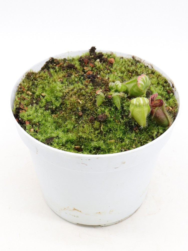Cephalotus follicularis Pingerup, WA
