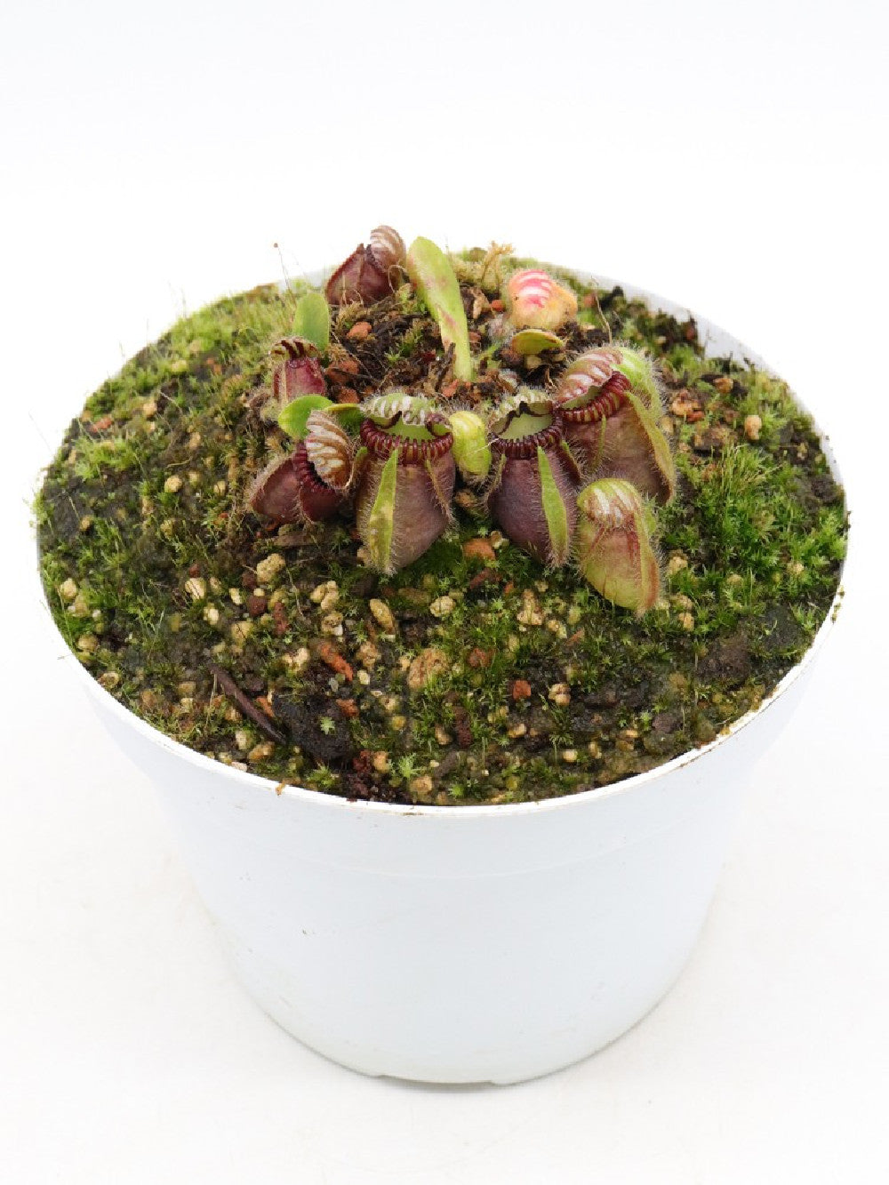 Cephalotus follicularis "Poland Clone"