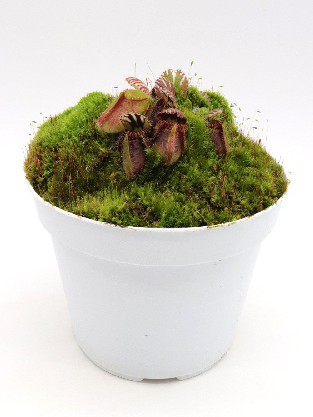 Cephalotus follicularis "Poland Clone"