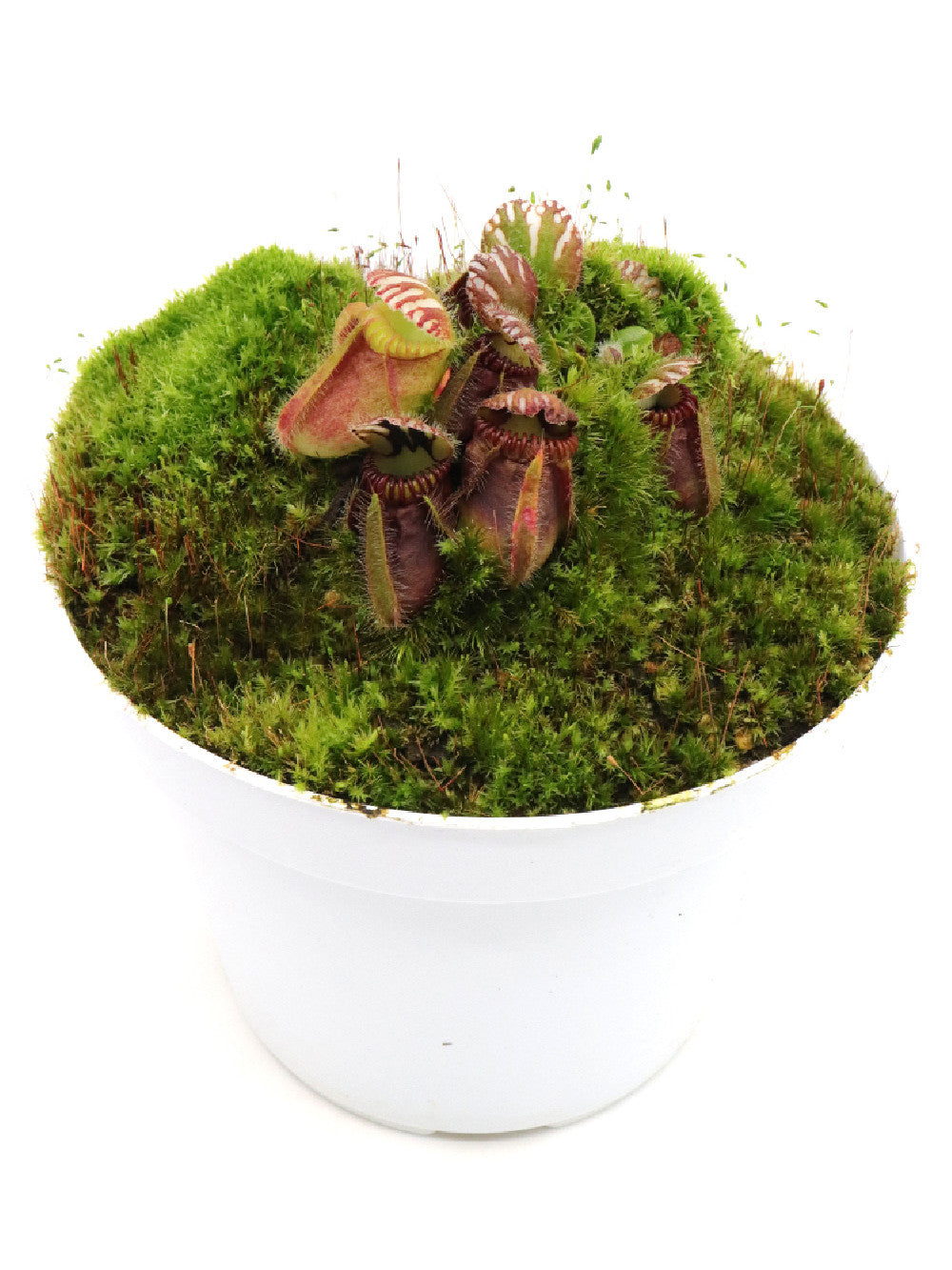 Cephalotus follicularis "Poland Clone"