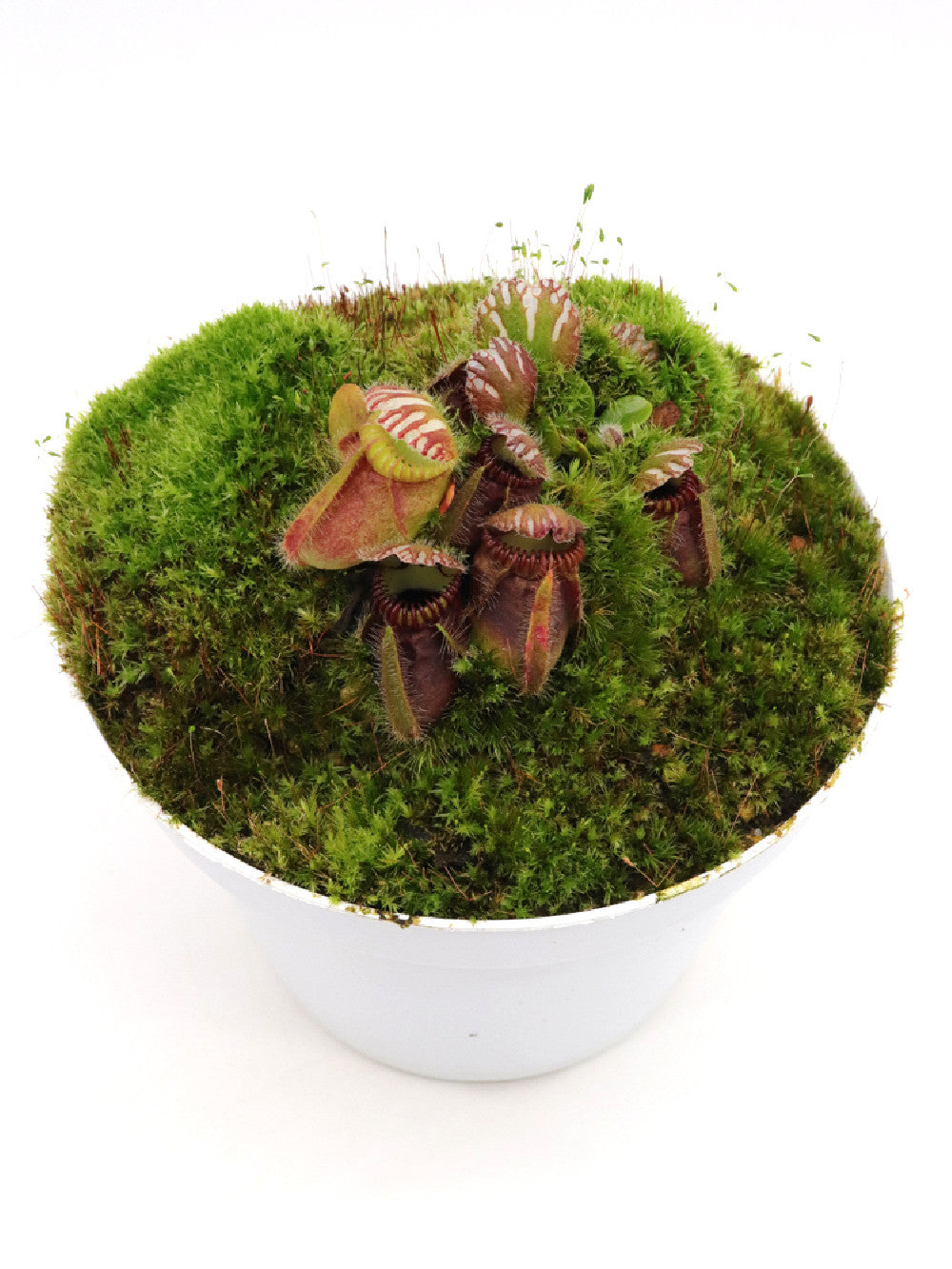 Cephalotus follicularis "Poland Clone"