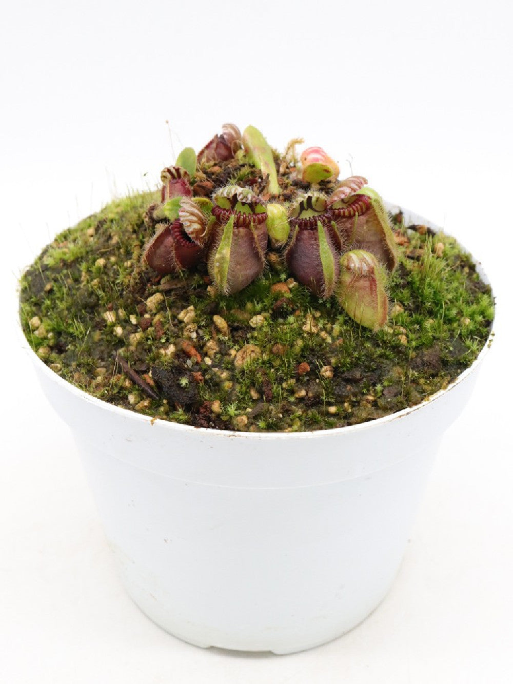 Cephalotus follicularis "Poland Clone"