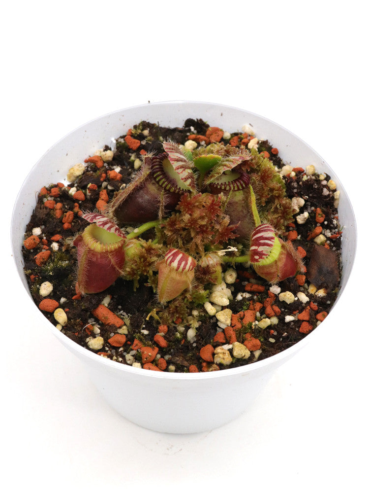 Cephalotus follicularis "Squat"
