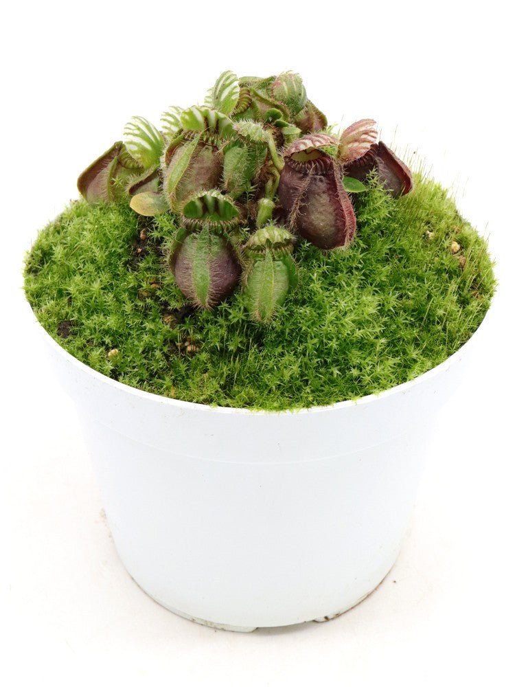 Cephalotus follicularis "Vigorous clumping"