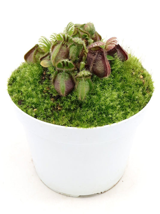 Cephalotus follicularis  "Vigorous clumping"