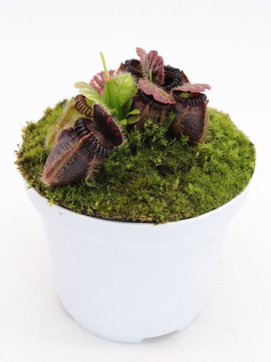 Cephalotus follicularis  'Eden black'