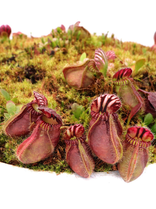 Cephalotus follicularis   "Marsure Clone"