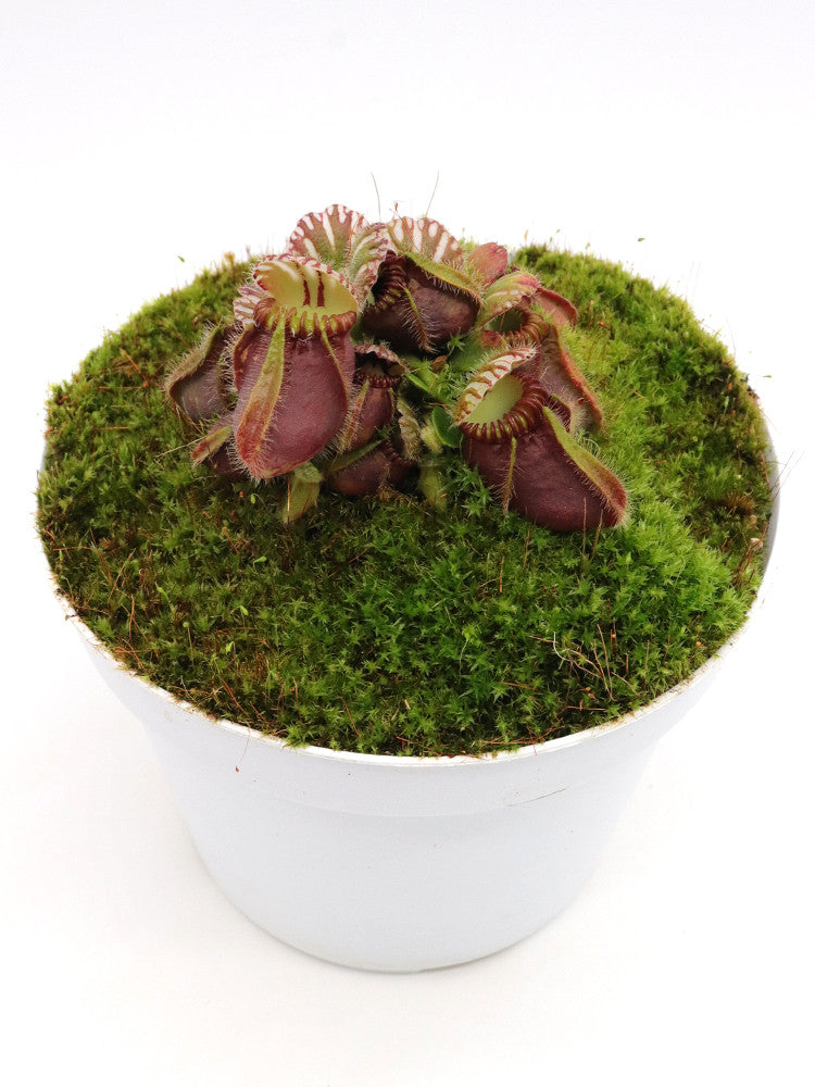 Cephalotus follicularis "Triffid Albany Black"