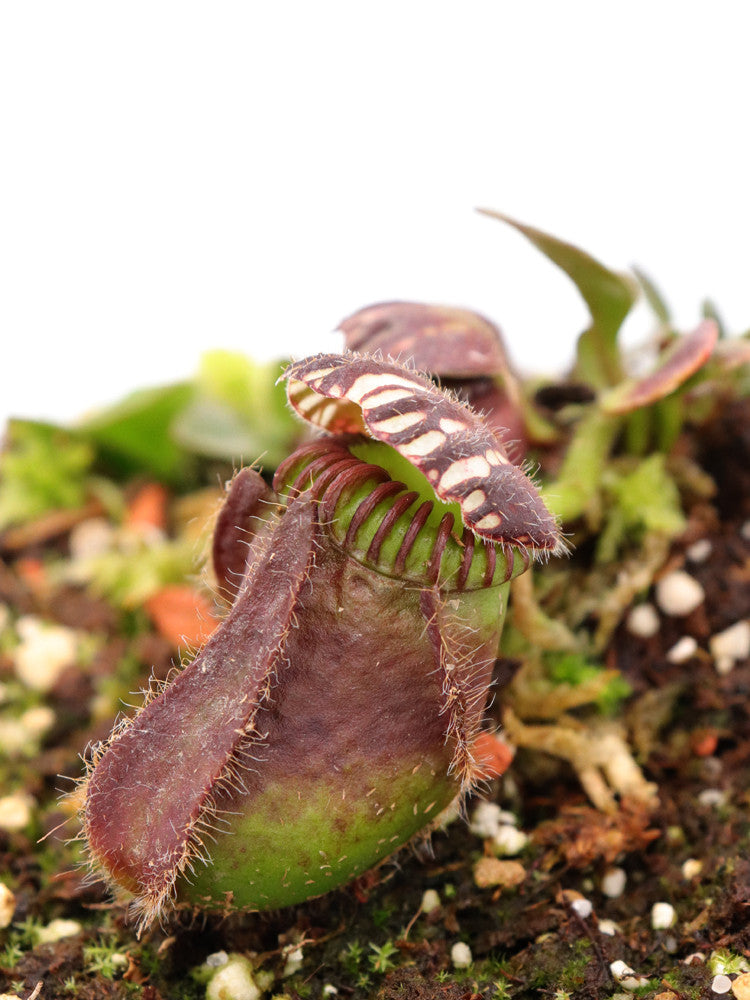 Cephalotus follicularis    Two People Bay, Albany, AU