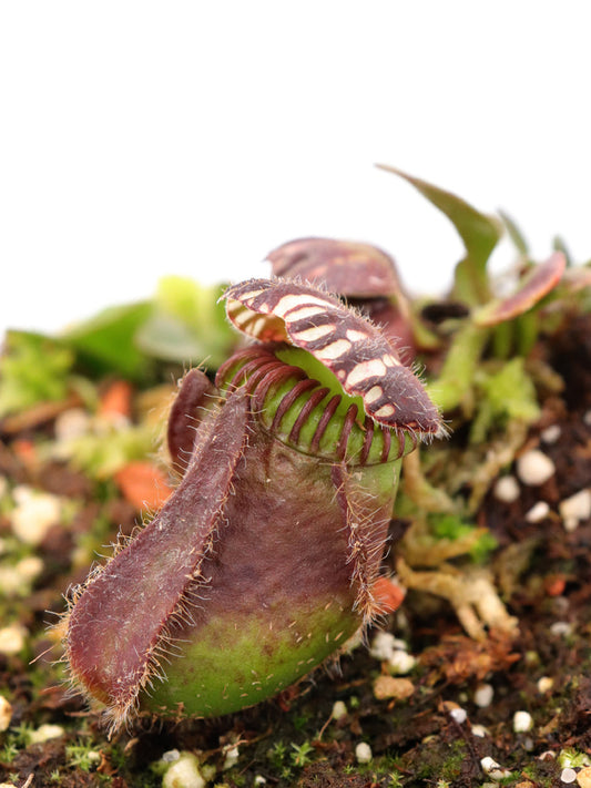 Cephalotus follicularis    Two People Bay, Albany, AU