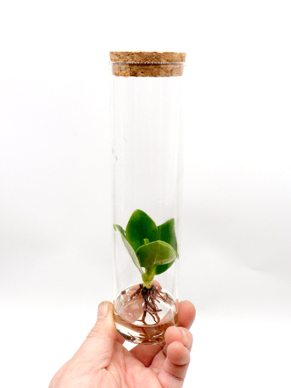 Clusia princess in glass tube