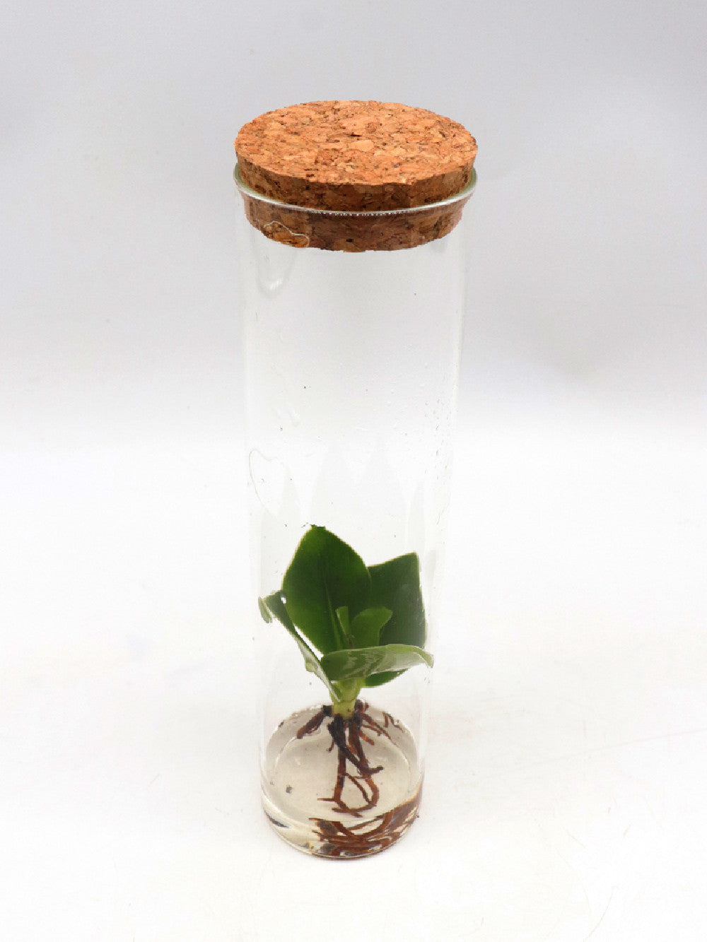 Clusia princess in glass tube