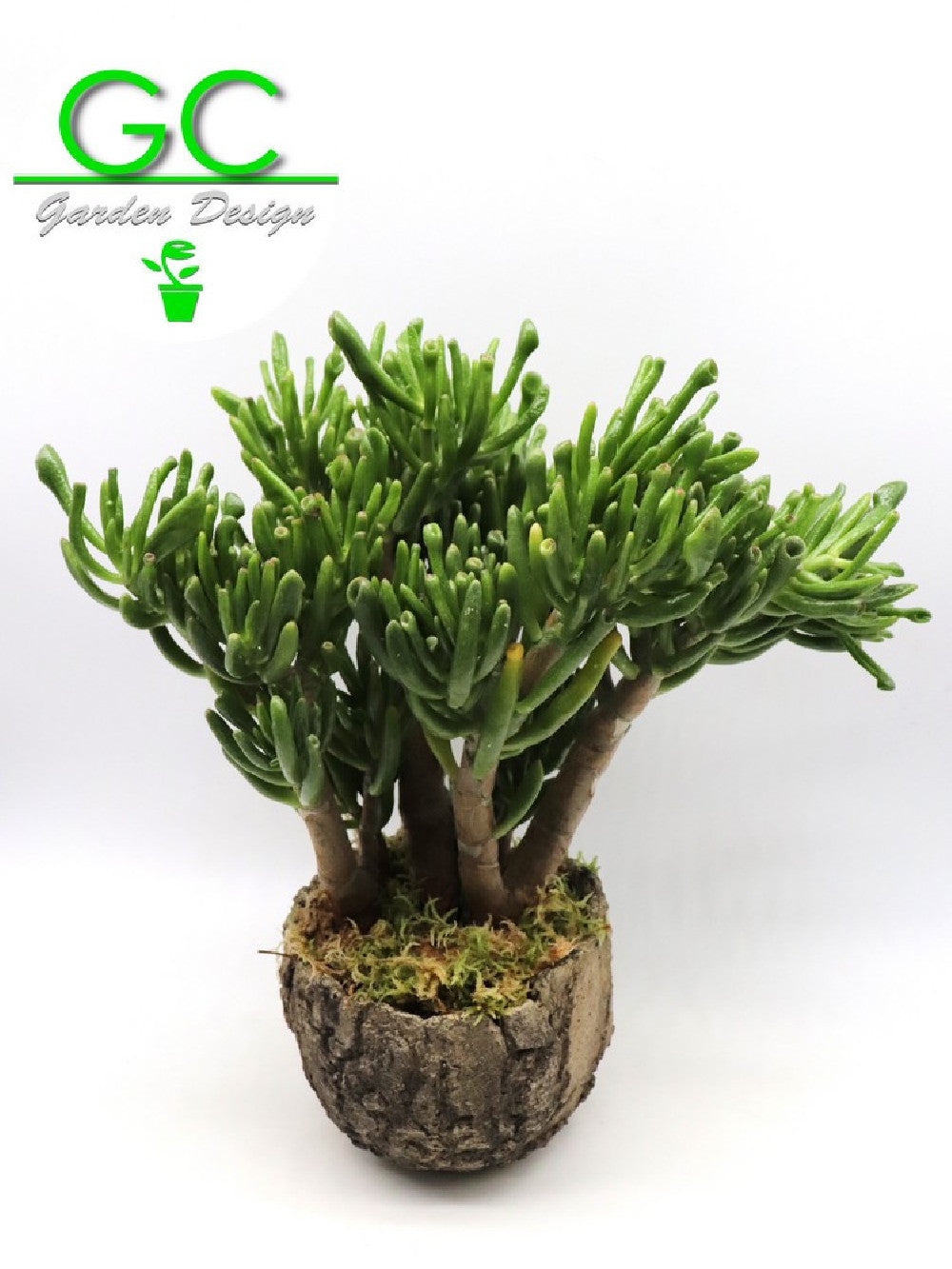 Crassula Hobbit in vaso meteorite