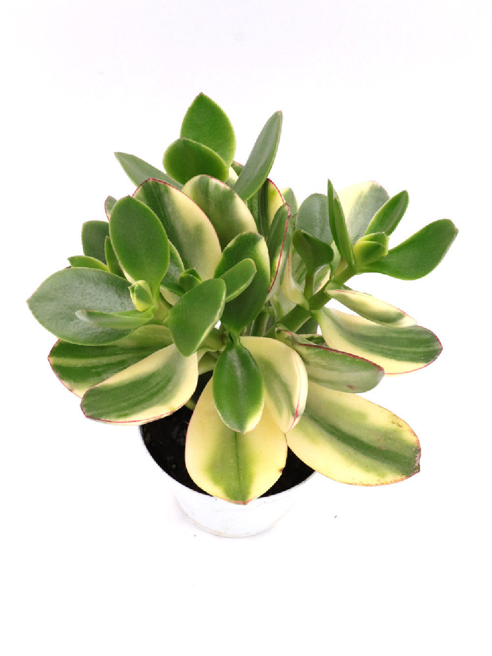 Crassula Variegata
